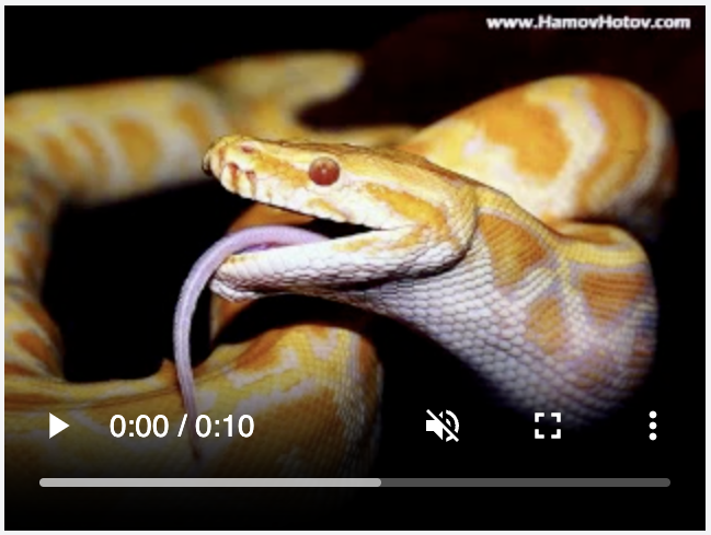 Video Modality